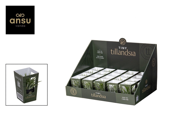 <h4>Tiny Tillandsia in zwarte pot</h4>