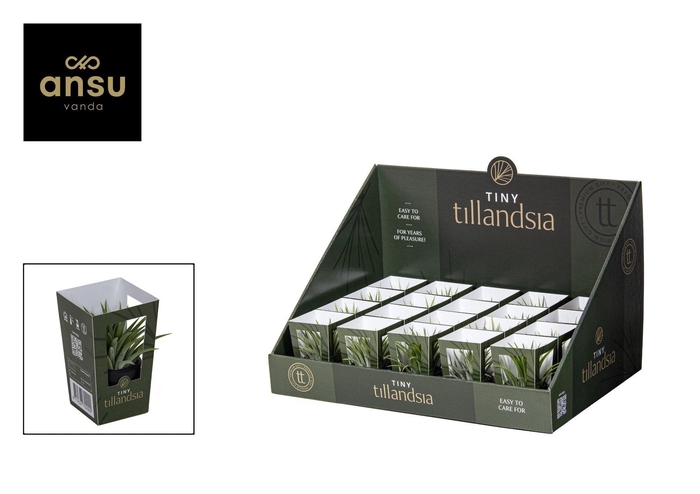 <h4>Tiny Tillandsia in zwarte pot</h4>