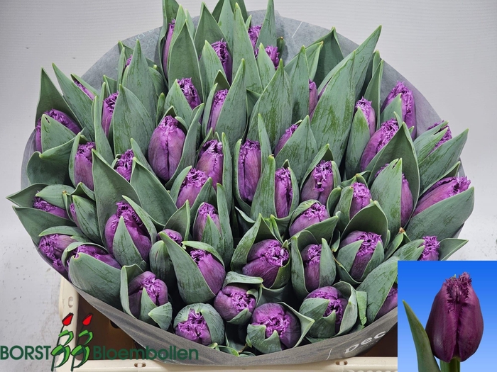 <h4>TU FR SAN LUIZ</h4>