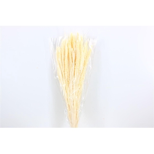 Dried Setaria Italica Bleached Bunch