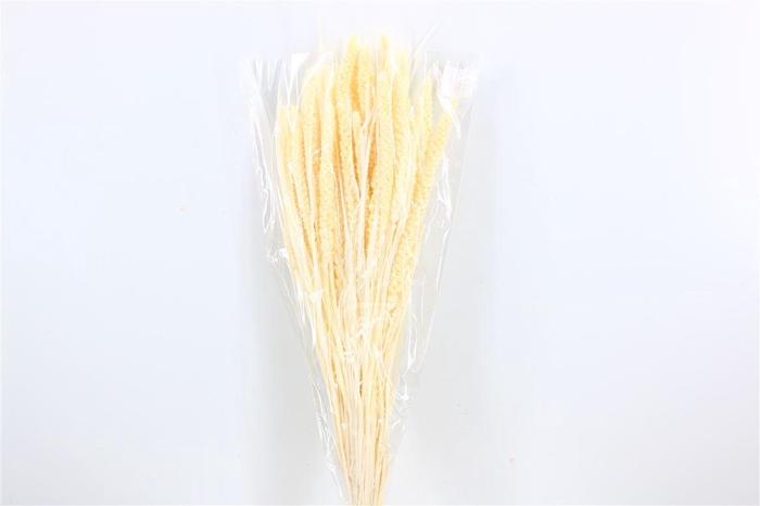 <h4>Dried Setaria Italica Bleached Bunch</h4>