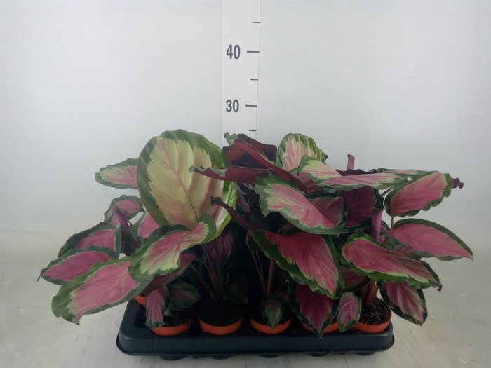<h4>Calathea   ...</h4>