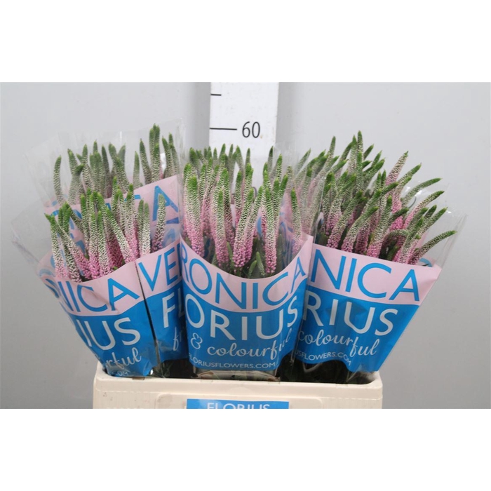 <h4>Veron Smart Roswitha</h4>