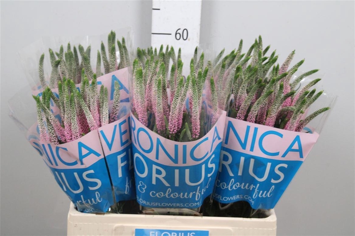 <h4>Veron Smart Roswitha</h4>