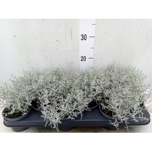 Leucophyta     [Calocephalus]