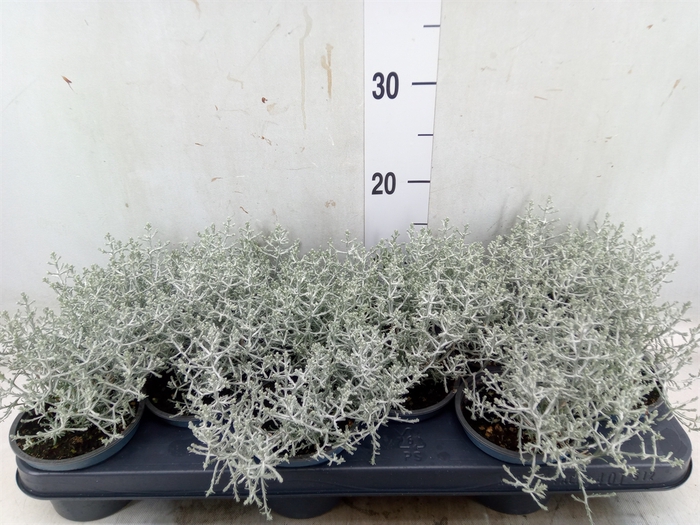 <h4>Leucophyta     [Calocephalus]</h4>