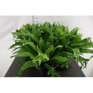 Asplenium 17 Cm. P. Crissie