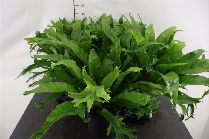 <h4>Asplenium 17 Cm. P. Crissie</h4>