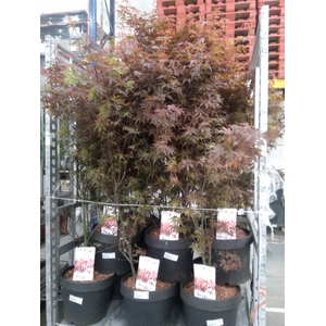 Acer palmatum 'Skeeters Broom'