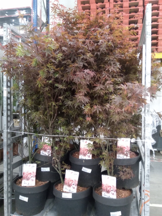 <h4>Acer palmatum 'Skeeters Broom'</h4>