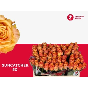 R GR SUNCATCHER