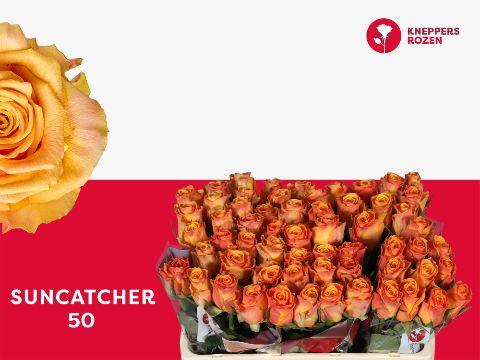 <h4>R GR SUNCATCHER 50</h4>