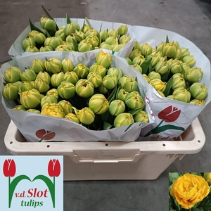 TU DU YELLOW POMPENE