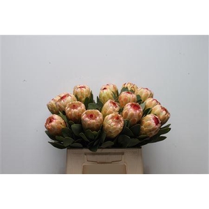 Protea 'Grandicolor'