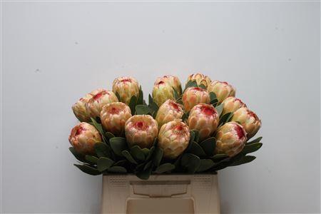 <h4>Protea 'Grandicolor'</h4>