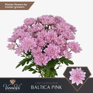 CHR T BALTICA PINK