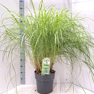 Miscanthus sinensis