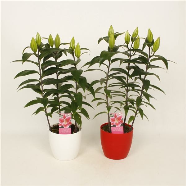 <h4>Lilium Sunny Keys 'witte en rode ompot' (or. lelie)</h4>