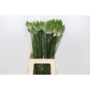 Ornithogalum Thyrsoides BIG WHITE