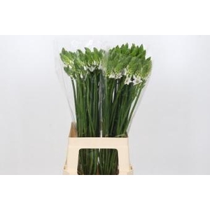 Ornithogalum Thyrsoides