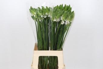 <h4>Ornithogalum Thyrsoides</h4>