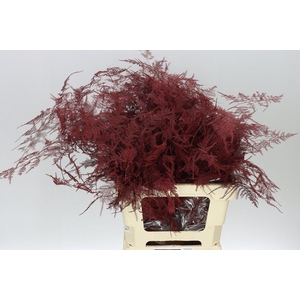 Asparagus Extra Veren Bordeaux X50