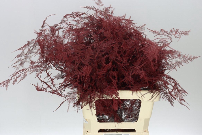 <h4>Asparagus Extra Veren Bordeaux X50</h4>