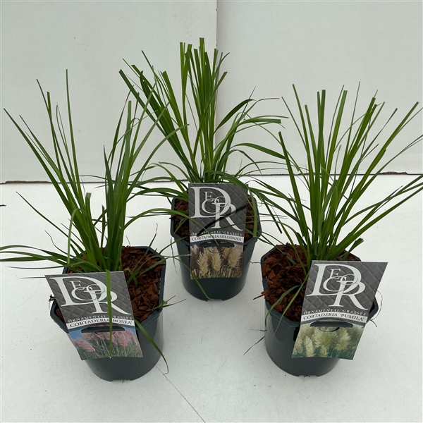 <h4>Cortaderia sell. mix</h4>