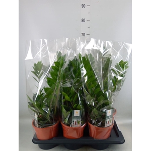 Zamioculcas zamiifolia