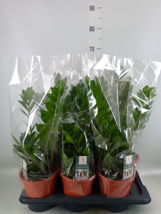 <h4>Zamioculcas zamiifolia</h4>