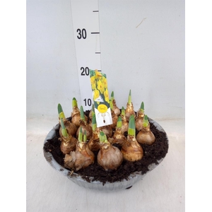 Narcissus TR 'Lucky Number'