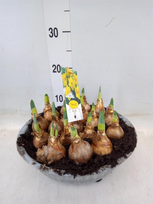 <h4>Narcissus TR 'Lucky Number'</h4>