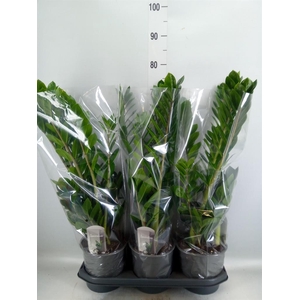 Zamioculcas zamiifolia