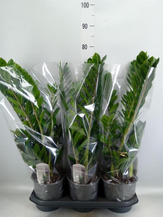 <h4>Zamioculcas zamiifolia</h4>