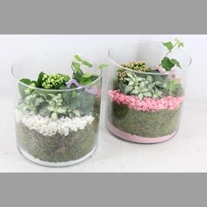 arr2 PL - Glas cilin. breed 285/5 - roze/wit