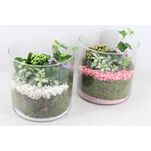 arr2 PL - Glas cilin. breed 285/5 - roze/wit