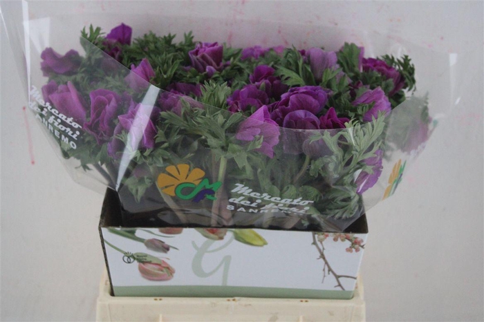 <h4>Anem Mistral Orchid</h4>