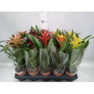 Guzmania   ...mix