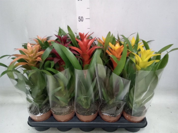 <h4>Guzmania   ...mix</h4>