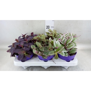 Tradescantia   ...mix