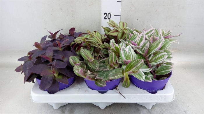 <h4>Tradescantia ...mix</h4>