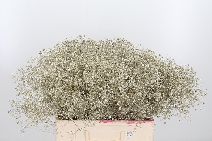 <h4>Gyps Kl Bh Platina</h4>