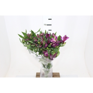 ALSTROEMERIA XANADU 080 CM ROXO
