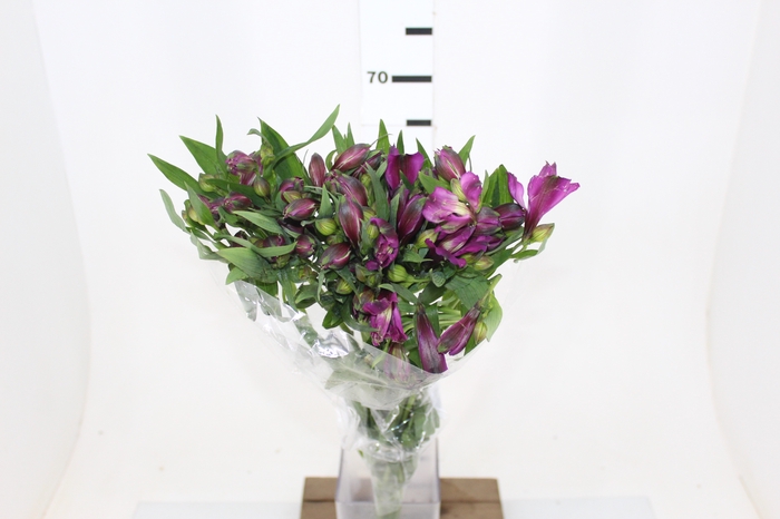 ALSTROEMERIA XANADU 080 CM ROXO
