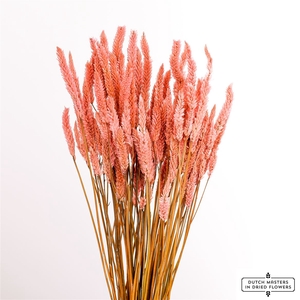 Dried Celosia Frosted Pink Bunch Slv