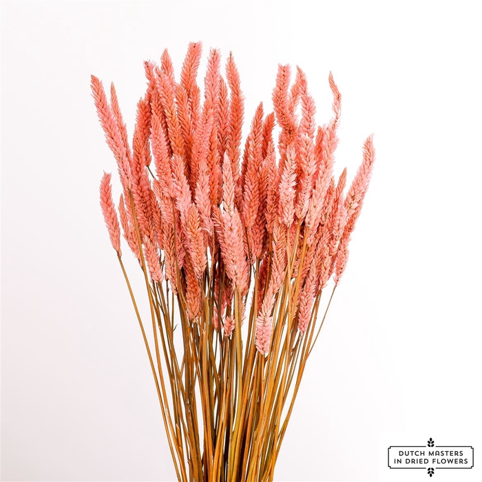 Dried Celosia Frosted Pink Bunch Slv