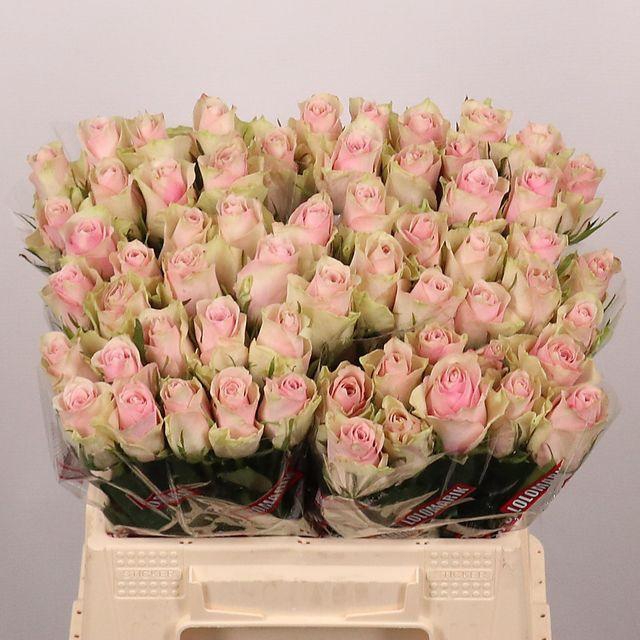 <h4>R GR PINK ATHENA</h4>