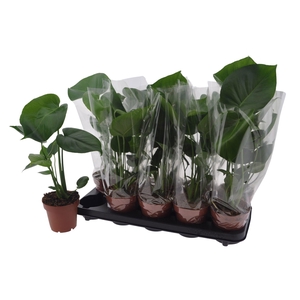 MONSTERA DELICIOSA