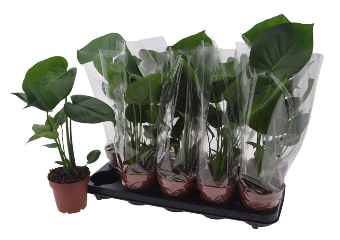 <h4>MONSTERA DELICIOSA</h4>