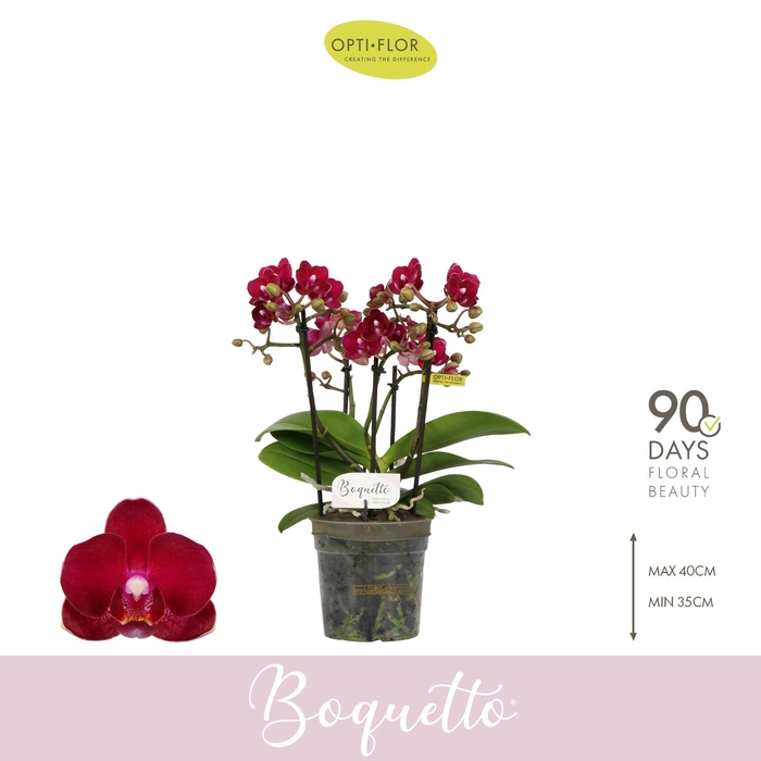 <h4>Phal Boquetto Temptation 5 Spike</h4>